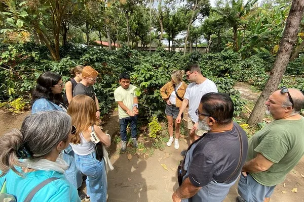 Tour del café en cuadriciclo en Antigua