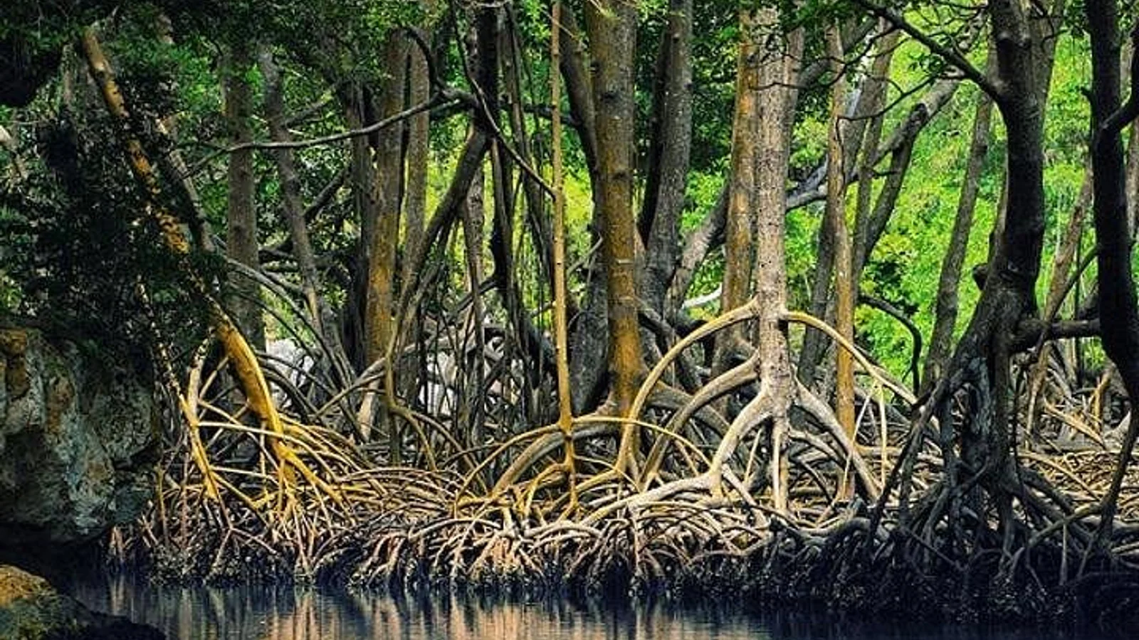 Tamarindo Estuary Boat Safari