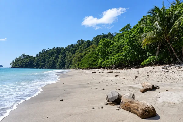 Secluded sandy beach with scattered rocks, lined by dense tropical forest and palm trees along the shore