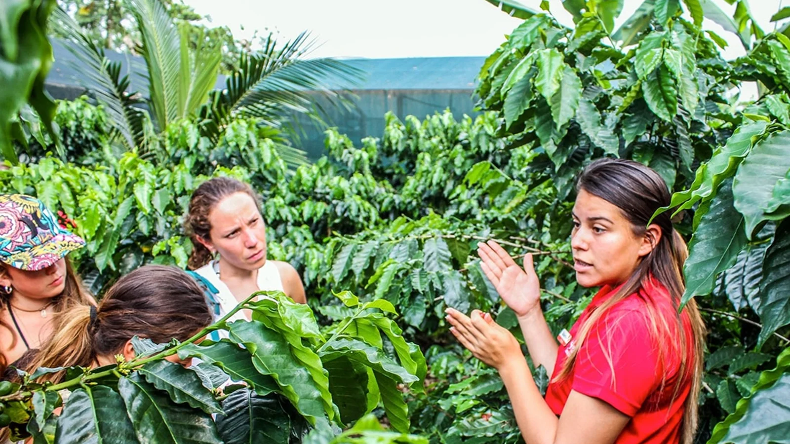 Coffee Tour Arenal