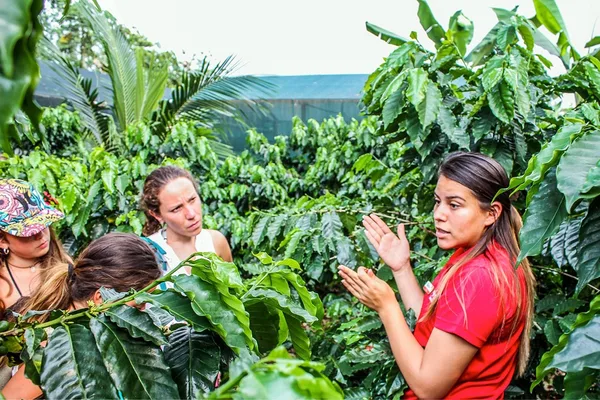 Coffee Tour Arenal