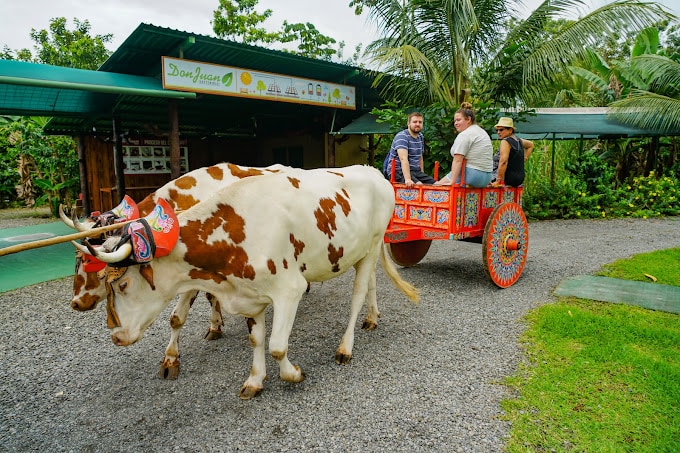Coffee Tour Arenal