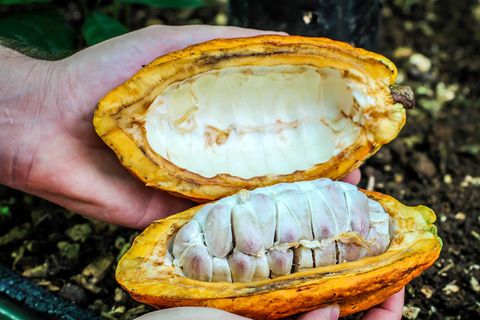 Coffee & Chocolate Tour Arenal