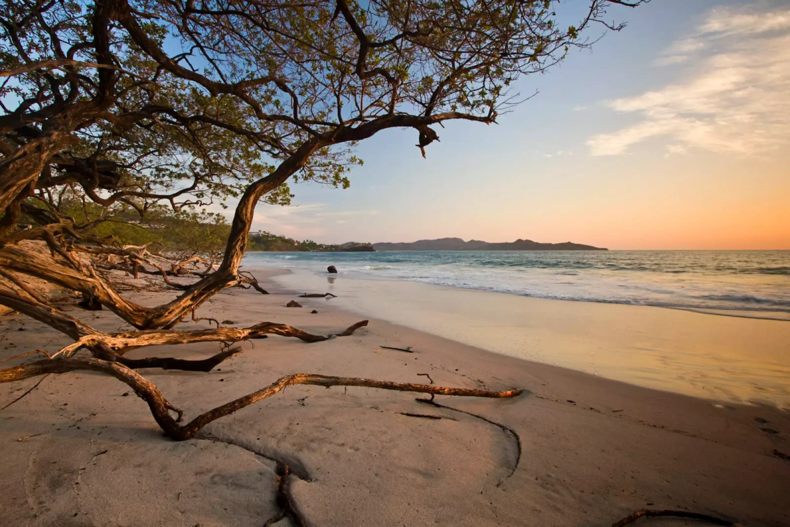 Twisted tree branches frame a quiet sandy beach with gentle waves at sunset near Playa Flamingo