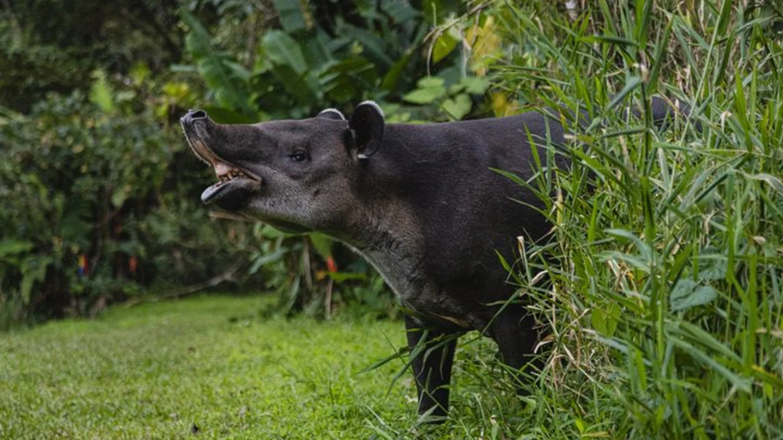 Tapir Valley Night Walk from Papagayo: Wildlife, Frogs and Dinner