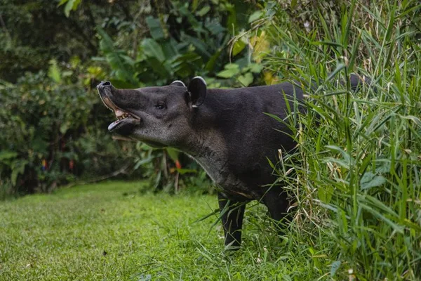Tapir Valley Night Walk from Papagayo: Wildlife, Frogs and Dinner