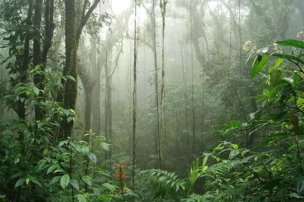 Misty cloud forest with hanging vines, mossy tree trunks, and lush undergrowth