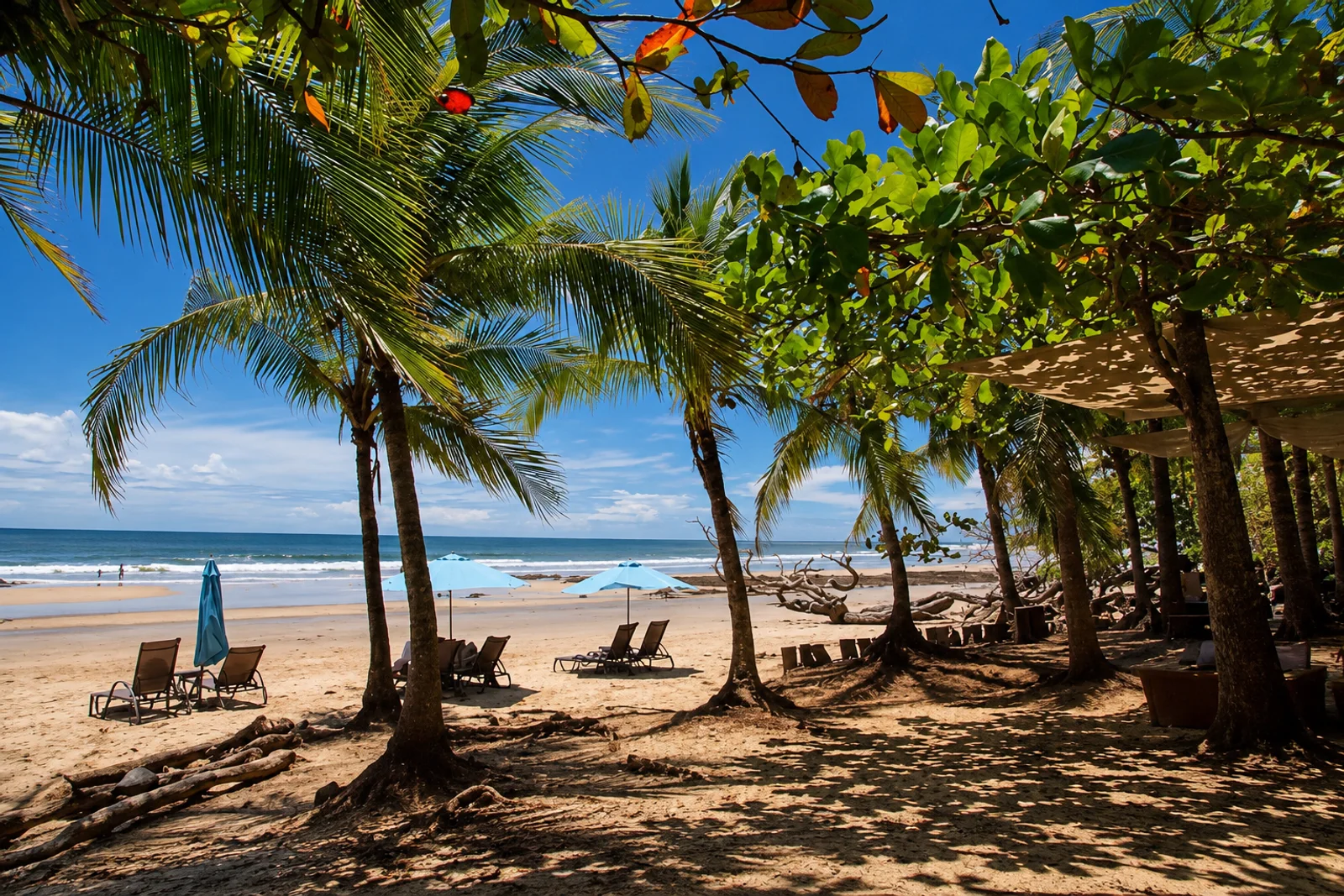 Palm trees shade lounge chairs and blue umbrellas on a sandy beach with ocean waves in the distance