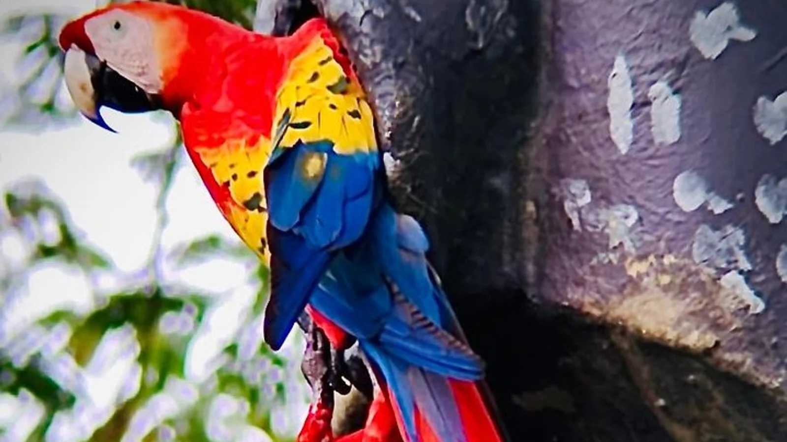 Puntarenas sightseeing tour