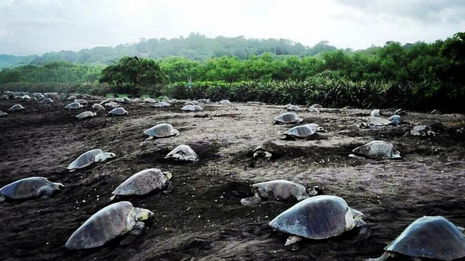 Turtle Tour Near Samara Beach