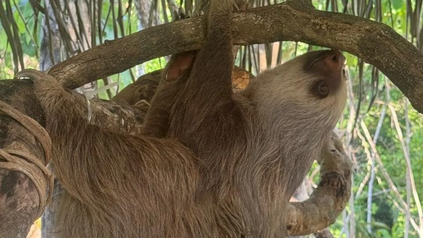 Samara Sloth Hiking & Butterfly Garden