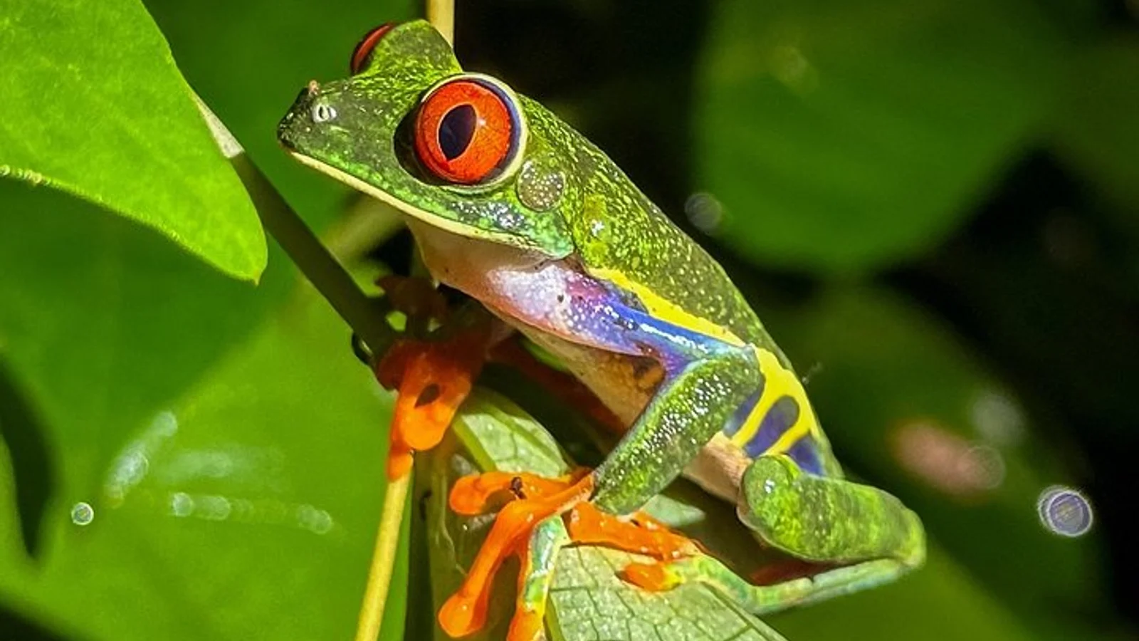 Tortuguero Night Walk - Spot Frogs, Sloth & Wildlife