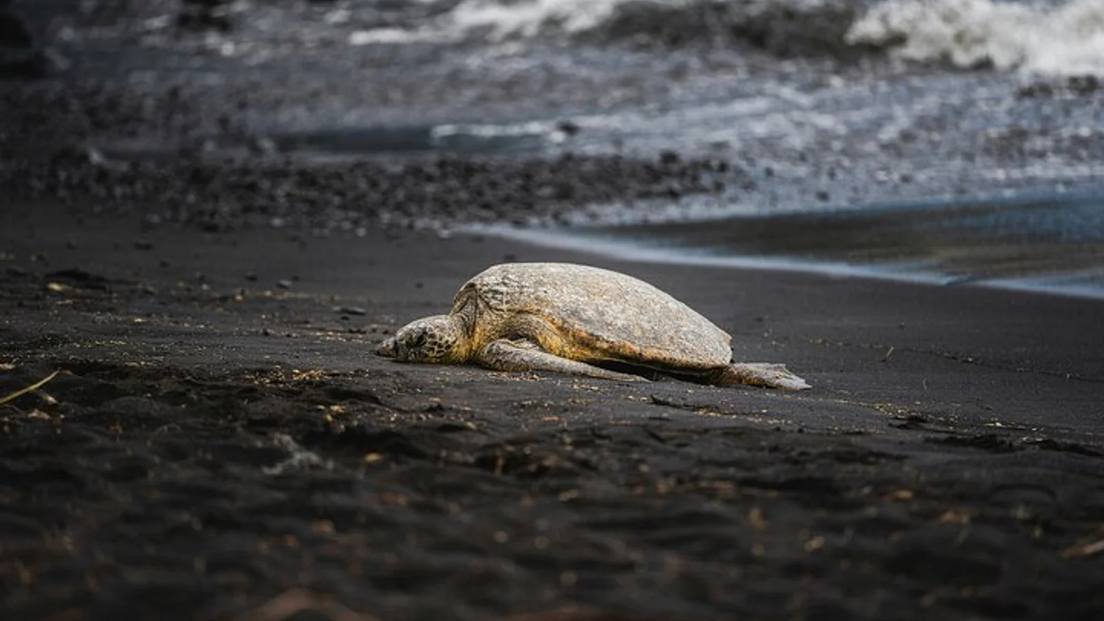 Small Group Tortuguero Turtle Nesting Tour