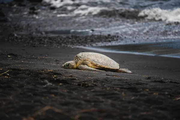 Small Group Tortuguero Turtle Nesting Tour