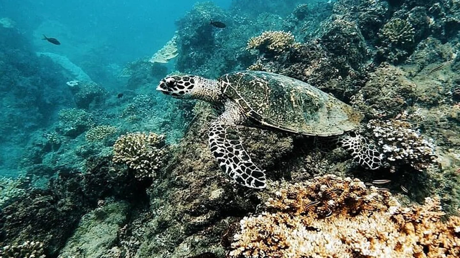 5 Days Wildlife Tour in Drake Bay, Sierpe, Corcovado and Osa