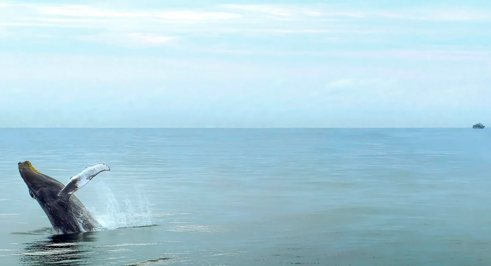 Humpback whale breaching off Costa Rica's Pacific coast during whale-watching season