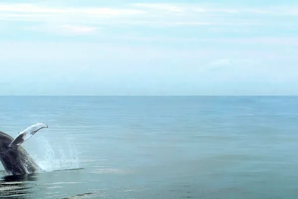Humpback whale breaching off Costa Rica's Pacific coast during whale-watching season